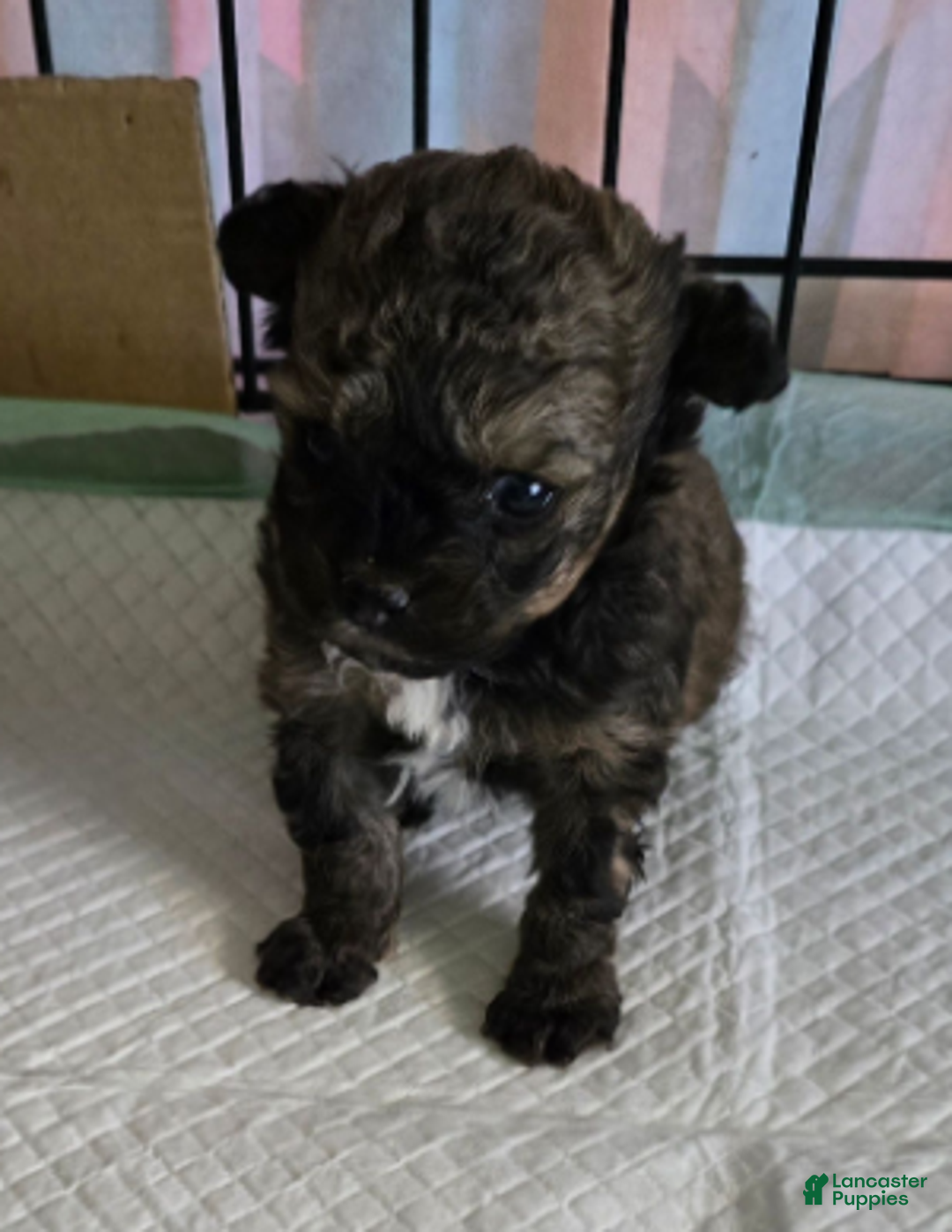 Standard Poodle dogs for sale: Tadpole - Ad 2