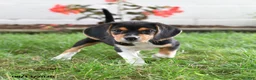 Beagle dogs for sale: Rosie - Ad 3