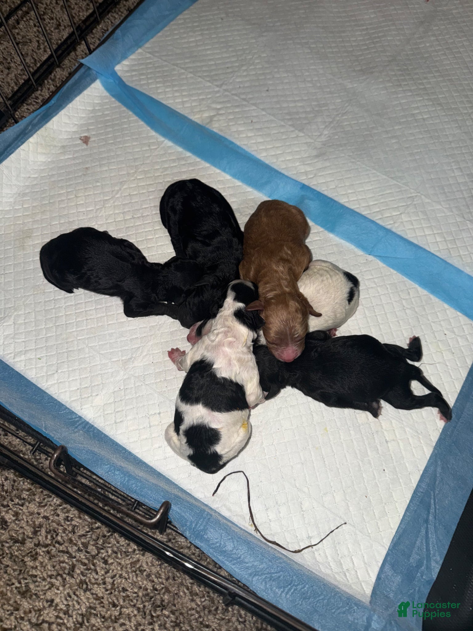 Cavapoo dogs Cavapoo Puppy 1 - Ad 27