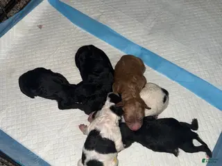 Cavapoo dogs Cavapoo Puppy 1 - Ad 11