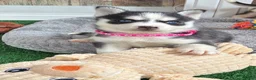 Pomsky dogs for sale: Rally- Dark Pink Collar - Ad 2