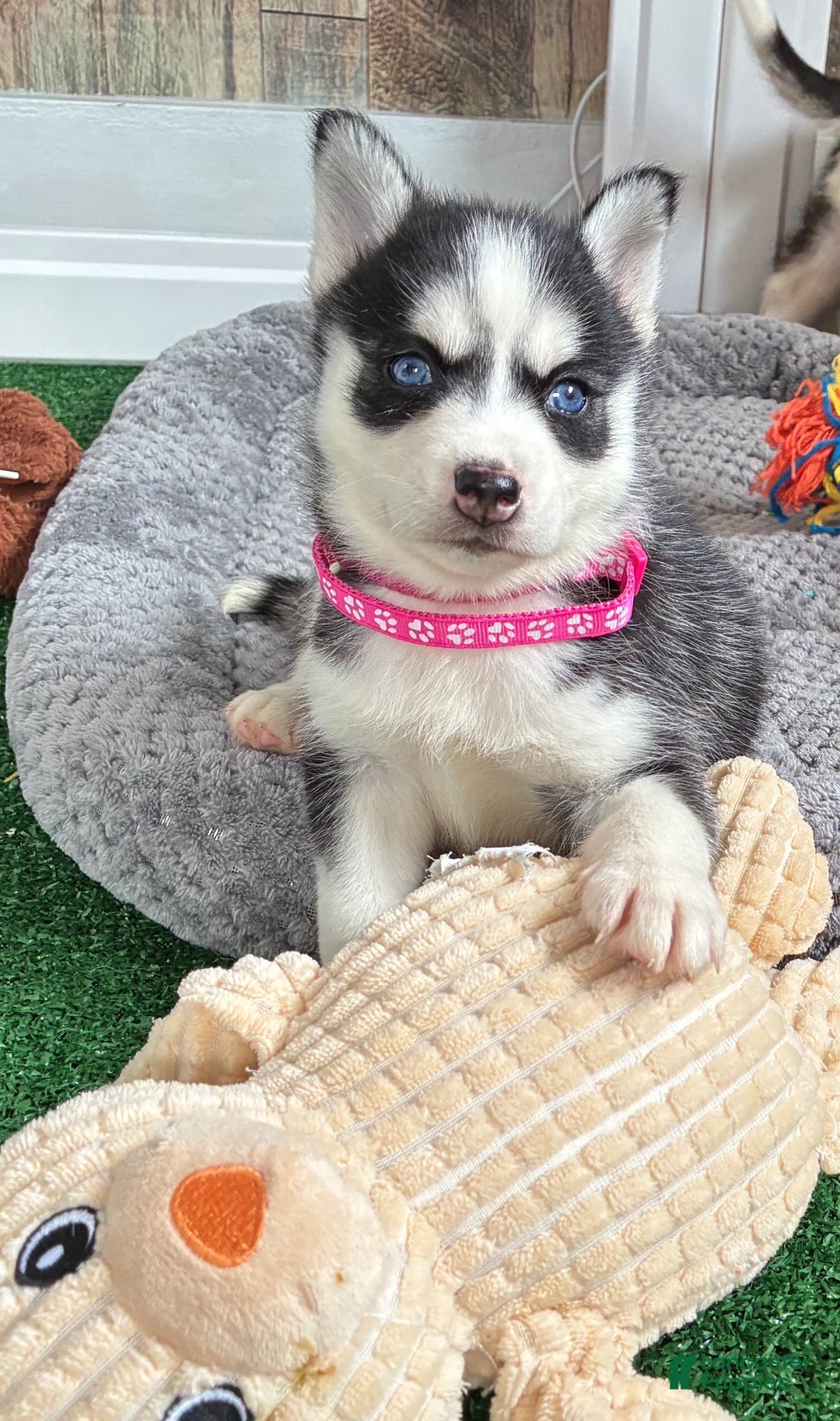 Pomsky dogs for sale: Rally- Dark Pink Collar - Ad 2