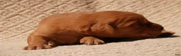Golden Retriever dogs for sale: Daisy -AKC, Genetically Clear - Ad 105