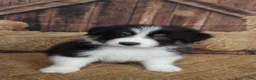 Australian Shepherd dogs for sale: Onyx  - Ad 2