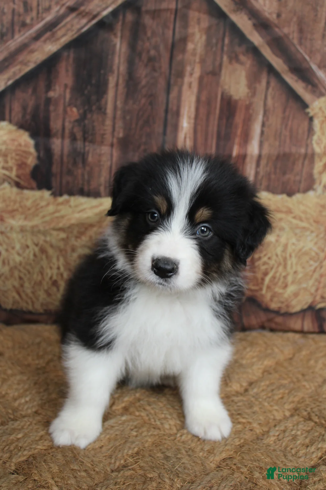 Australian Shepherd dogs for sale: Onyx  - Ad 2