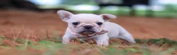 French Bulldog dogs for sale: Sophie - Ad 6