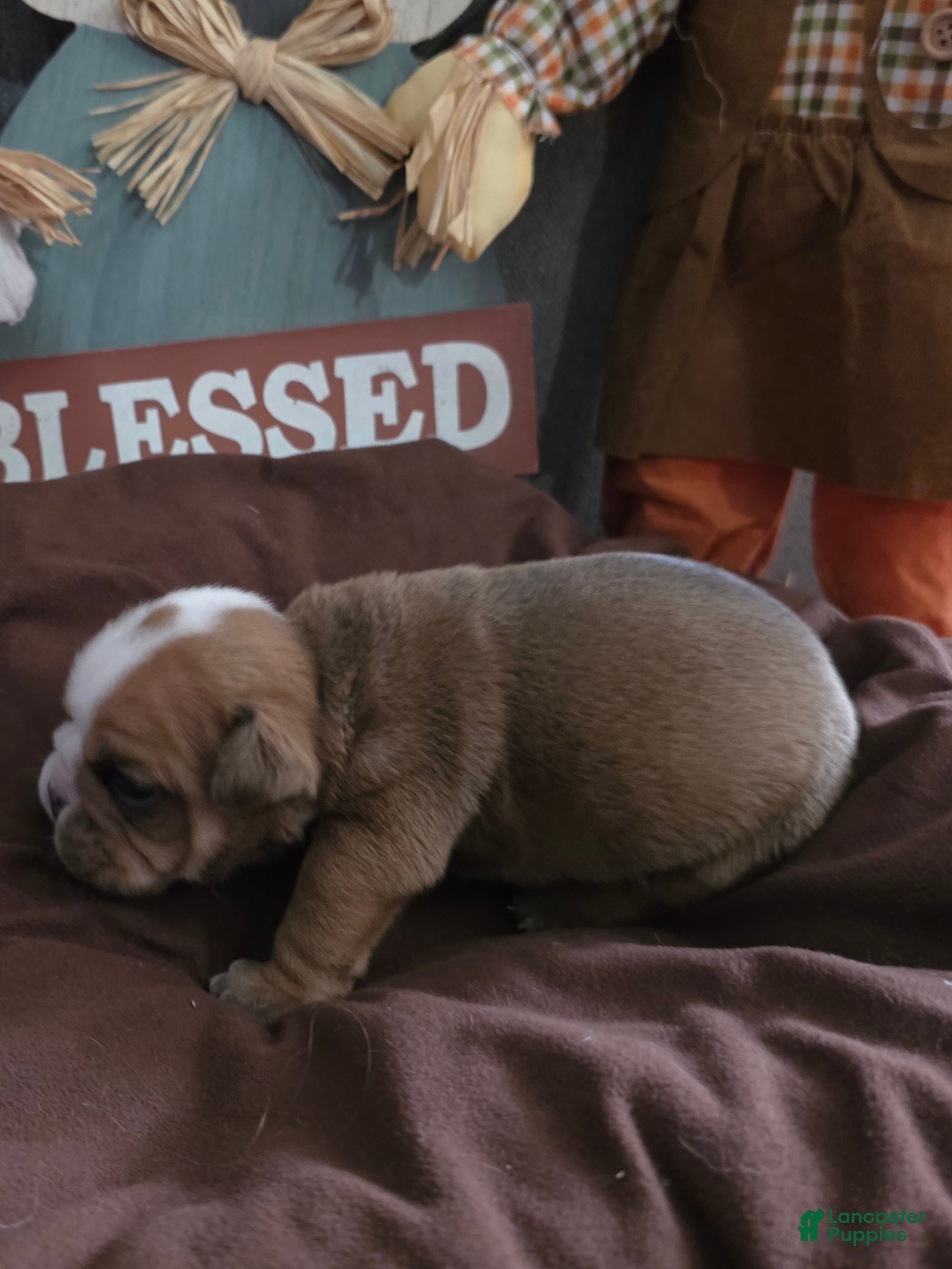 English Bulldog dogs English Bulldog 1 - Ad 2