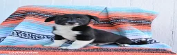 Mixed Breed dogs for sale: Dodger - Ad 1
