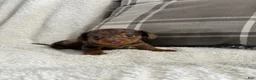 Miniature Dachshund dogs for sale: Puppy 2 - Ad 4