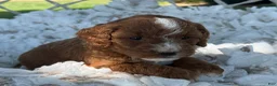 Cavapoo dogs for sale: Clementine  - Ad 3