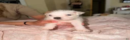 Jack Russell Terrier dogs for sale: Jack Russell Terrier Puppy 2 - Ad 2
