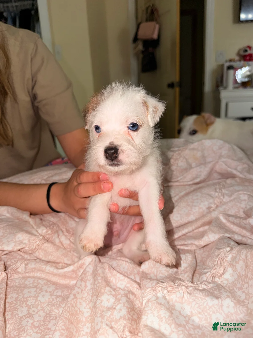 Jack Russell Terrier dogs for sale: Jack Russell Terrier Puppy 2 - Ad 2