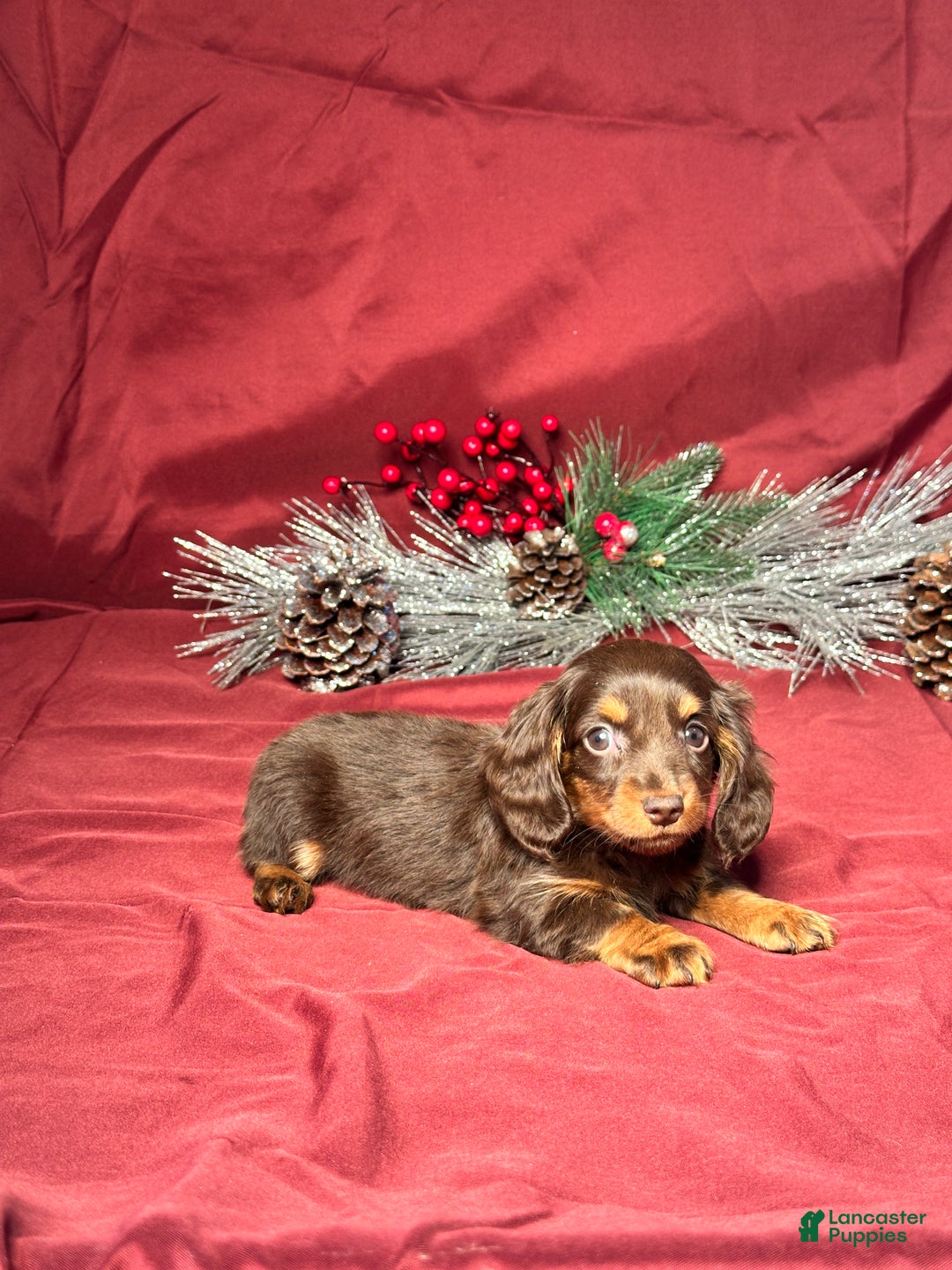 Miniature Dachshund dogs for sale: Luna - Ad 6