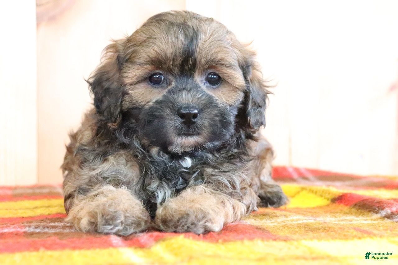Shihpoo dogs Denver - Ad 2