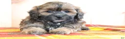 Shihpoo dogs for sale: Denver - Ad 2