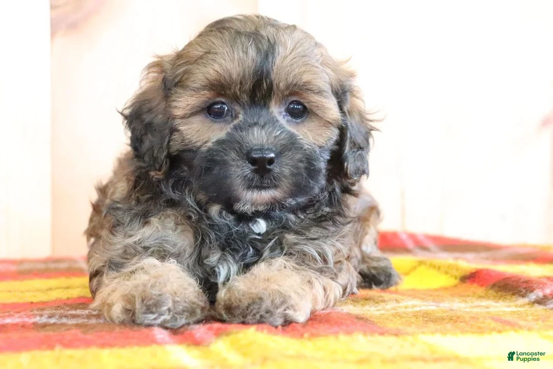 Shihpoo dogs for sale: Denver - Ad 2