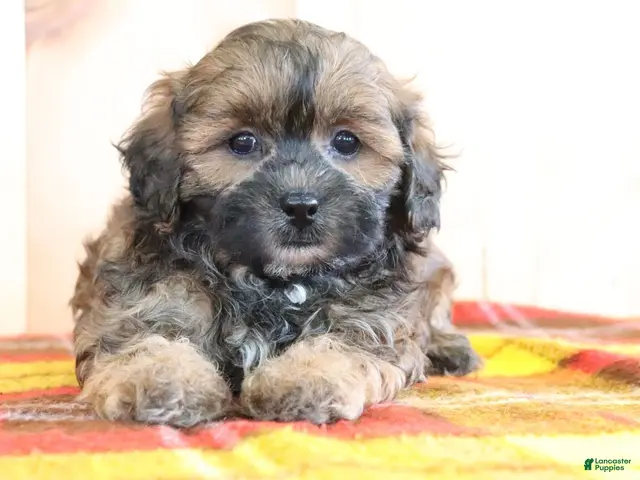Shihpoo dogs Denver - Ad 2
