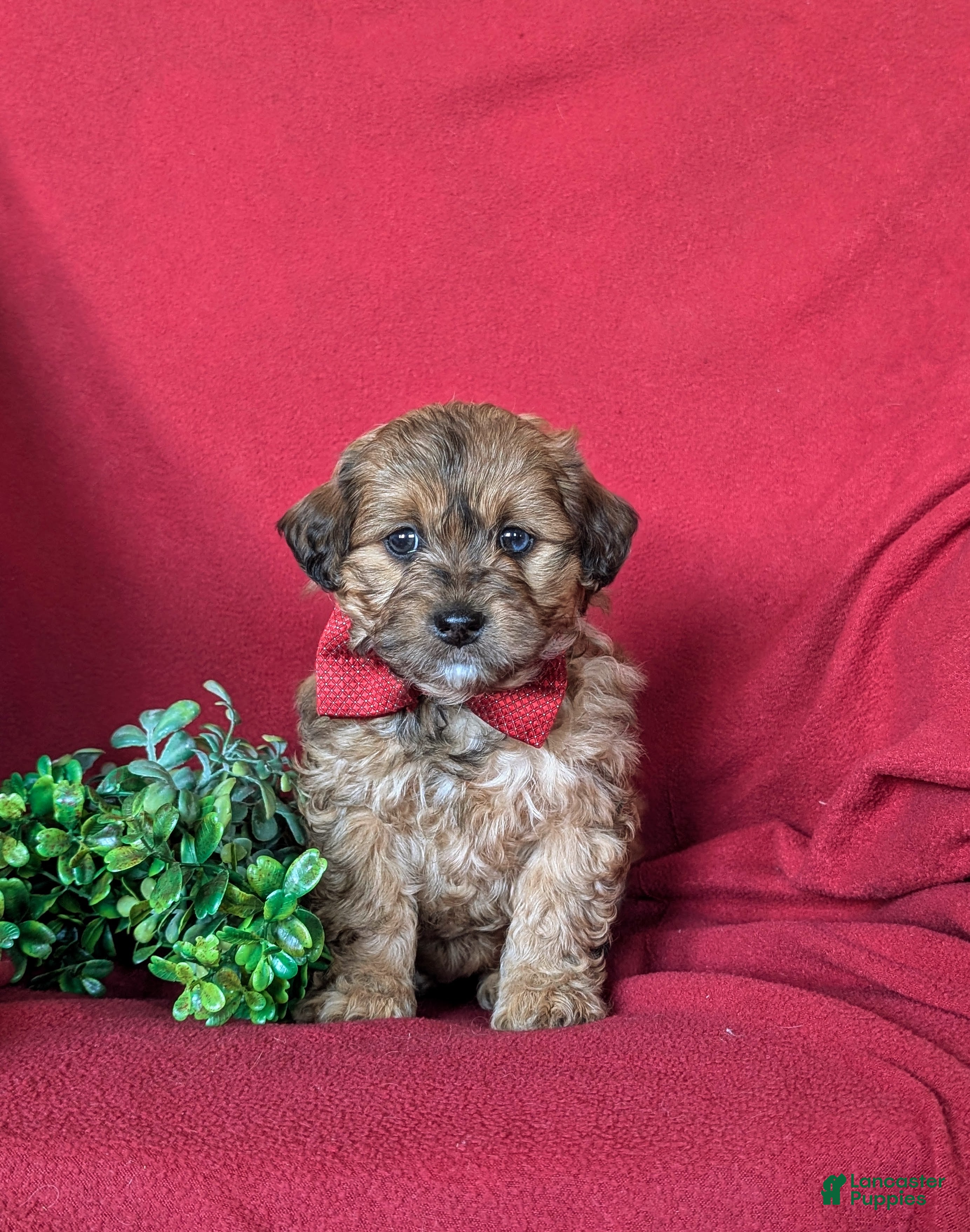Shihpoo dogs Gardner - Ad 2