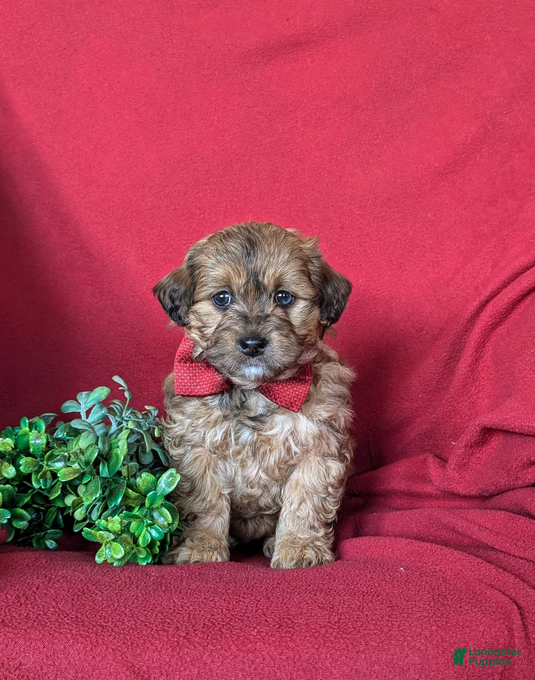 Shihpoo dogs for sale: Gardner - Ad 2