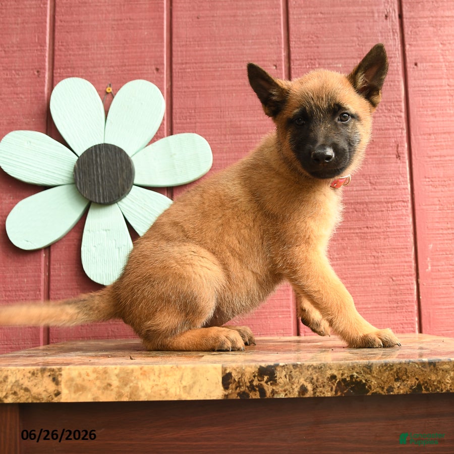 Belgian Malinois dogs Taffy - Ad 2