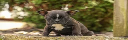 Frenchton dogs for sale: BUDDY - Ad 10