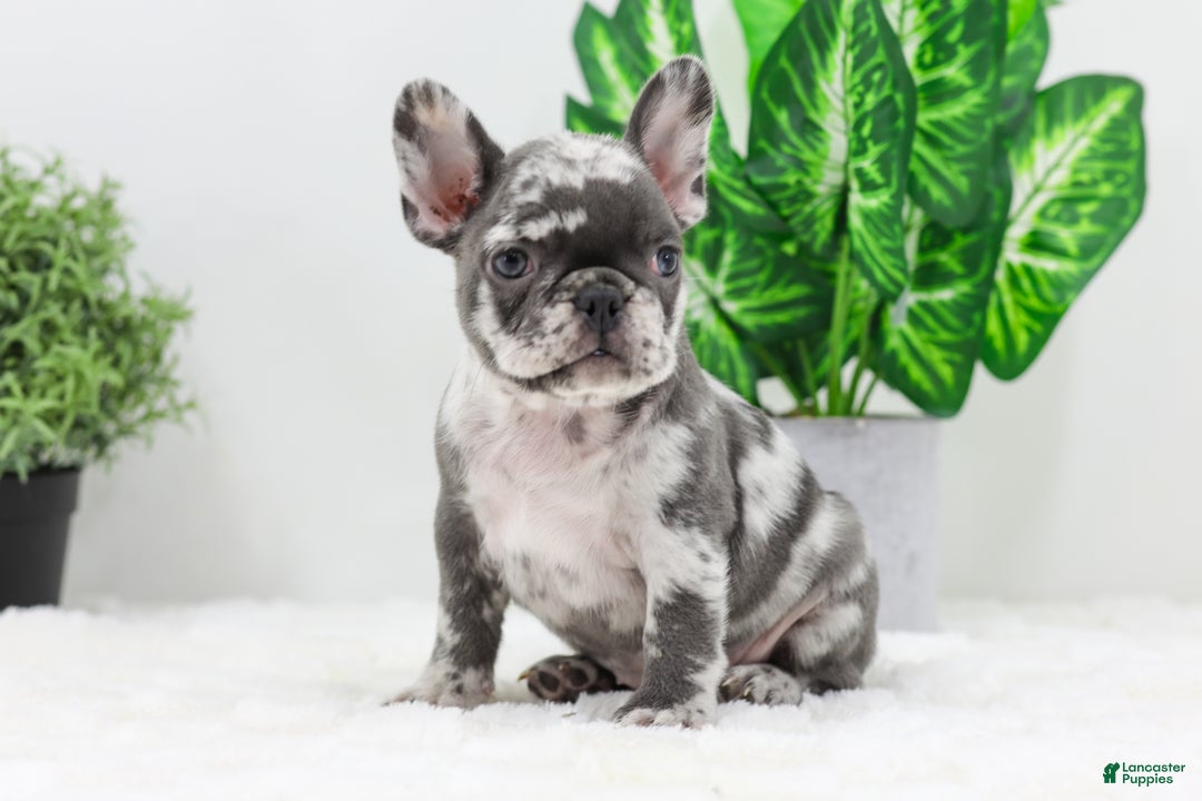 French Bulldog dogs for sale: Esther - Ad 8