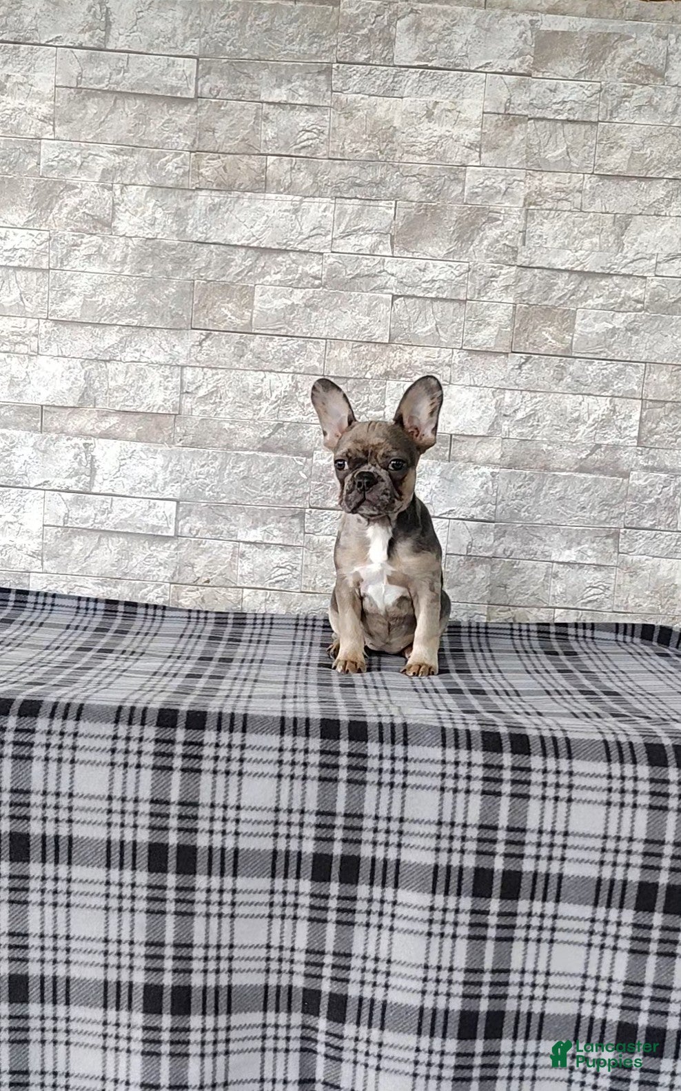 Mixed Breed dogs Daisy - Ad 1