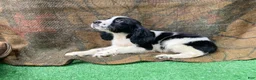English Springer Spaniel dogs for sale: Davey Jones  - Ad 4