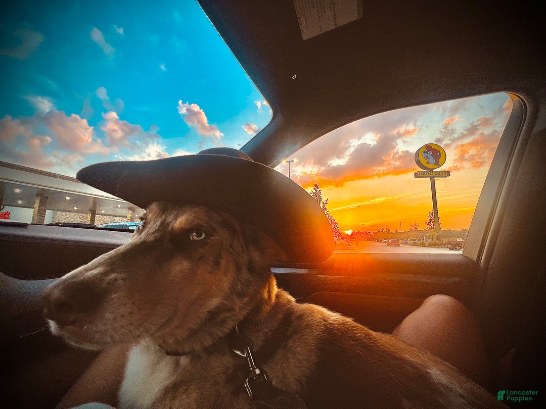 Siberian Husky dogs for stud: Moose Ausky  - Ad 25