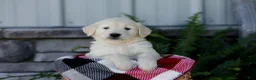 Golden Retriever dogs for sale: Bruno - Ad 5
