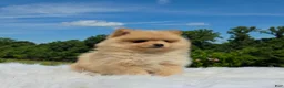 Pomeranian dogs for sale: Butterscotch  - Ad 11