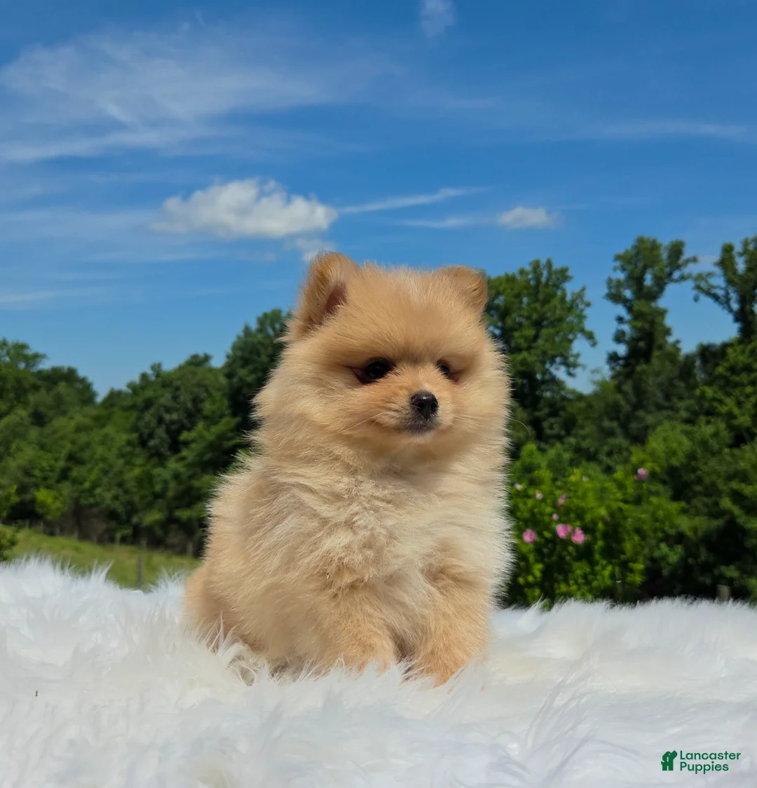 Pomeranian dogs for sale: Butterscotch  - Ad 11