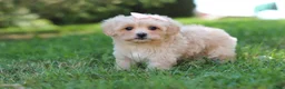 Maltipoo dogs for sale: Annie - Ad 7