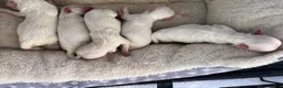Maltese dogs for sale: Buddy - Ad 2