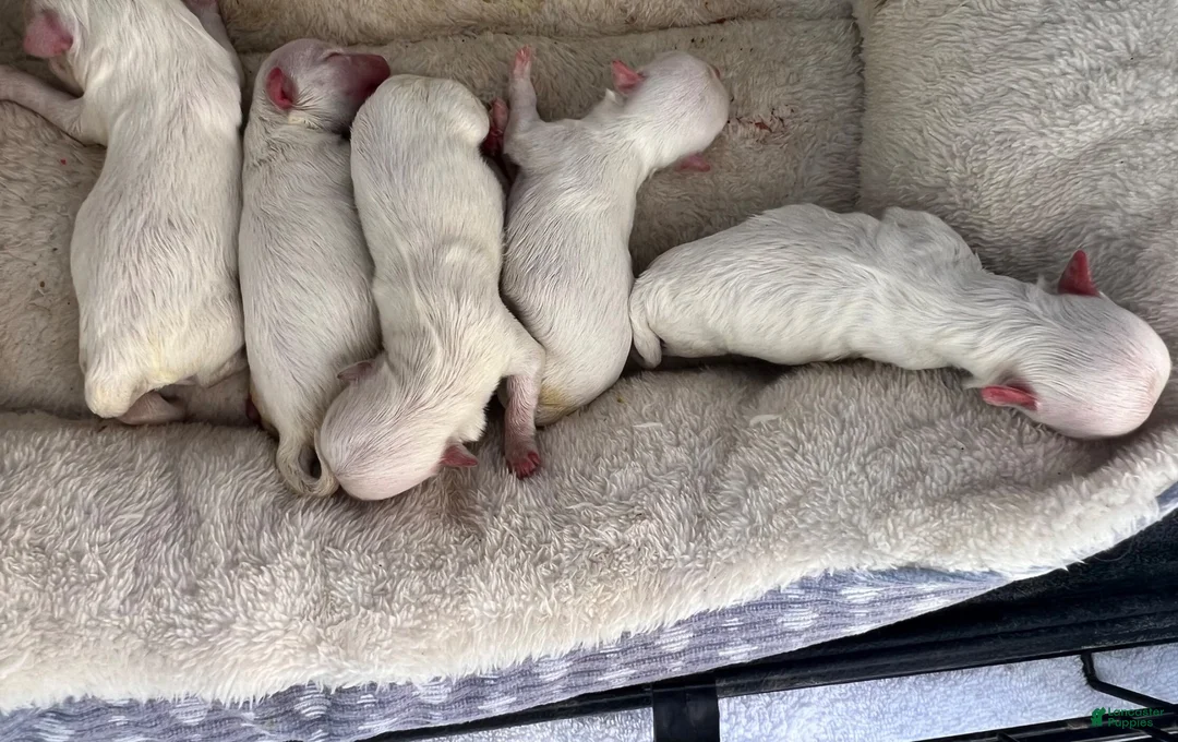 Maltese dogs for sale: Buddy - Ad 2