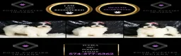 Toy Poodle dogs for sale: Puebla - Ad 2