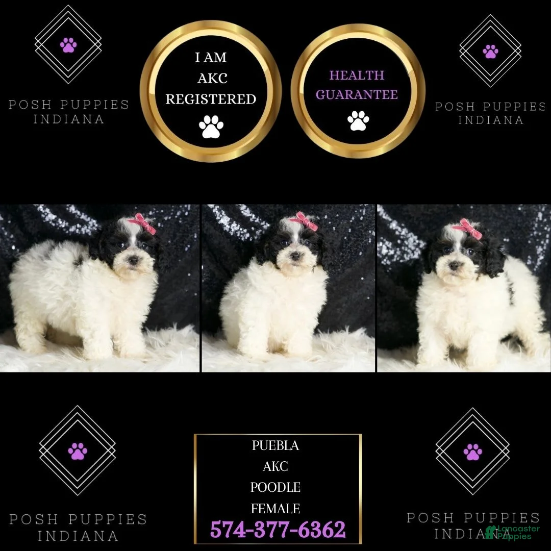 Toy Poodle dogs for sale: Puebla - Ad 2