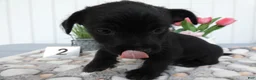 Chorkie dogs for sale: Chorkie 1 Carmelo - Ad 2
