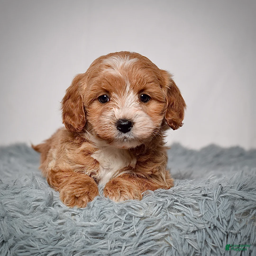 Mini Goldendoodle dogs for sale: Ms. Alice  - Ad 3