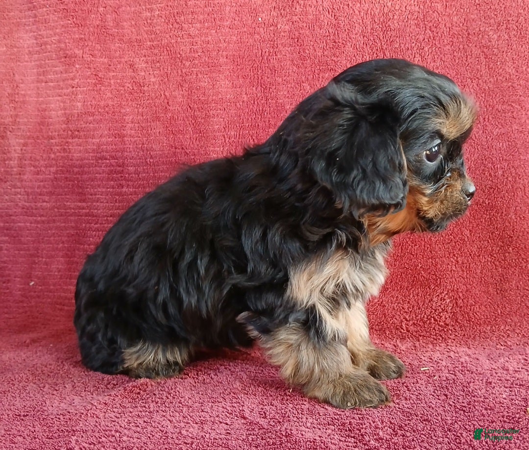 Cavapoo dogs for sale: Nick - Ad 4