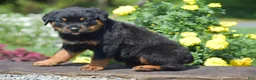 Rottweiler dogs for sale: Oaklynn - Ad 4
