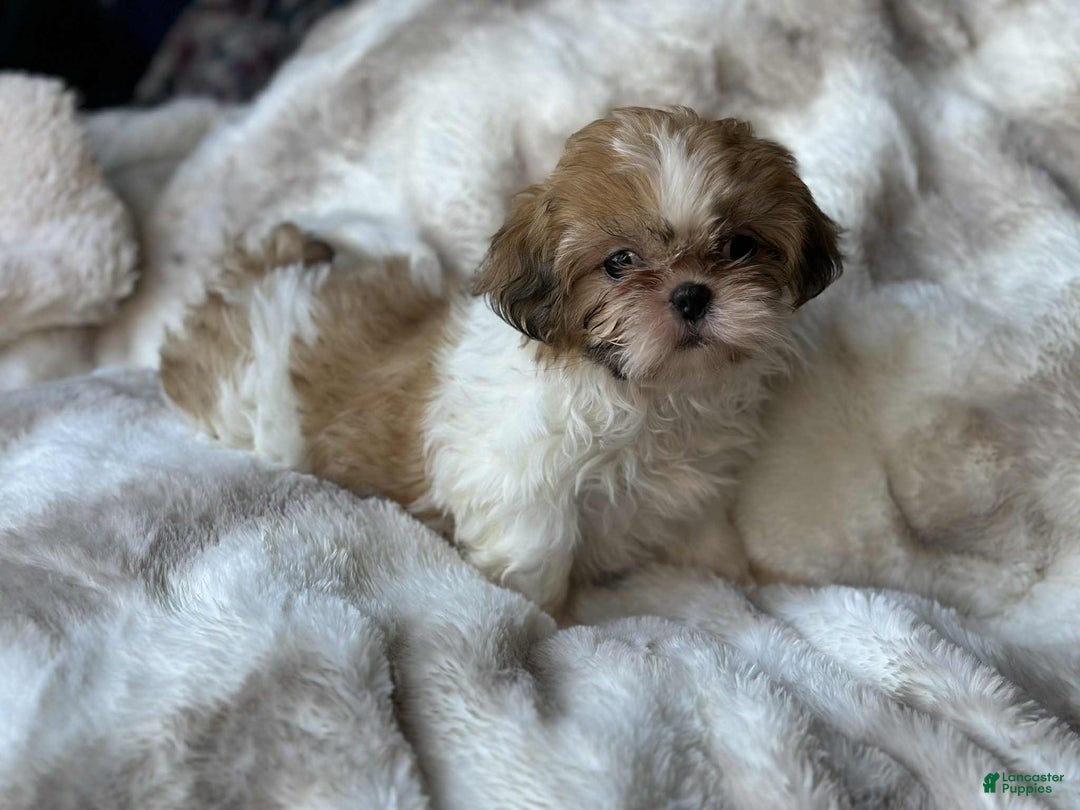 Shih Tzu dogs for sale: Izzy  - Ad 7