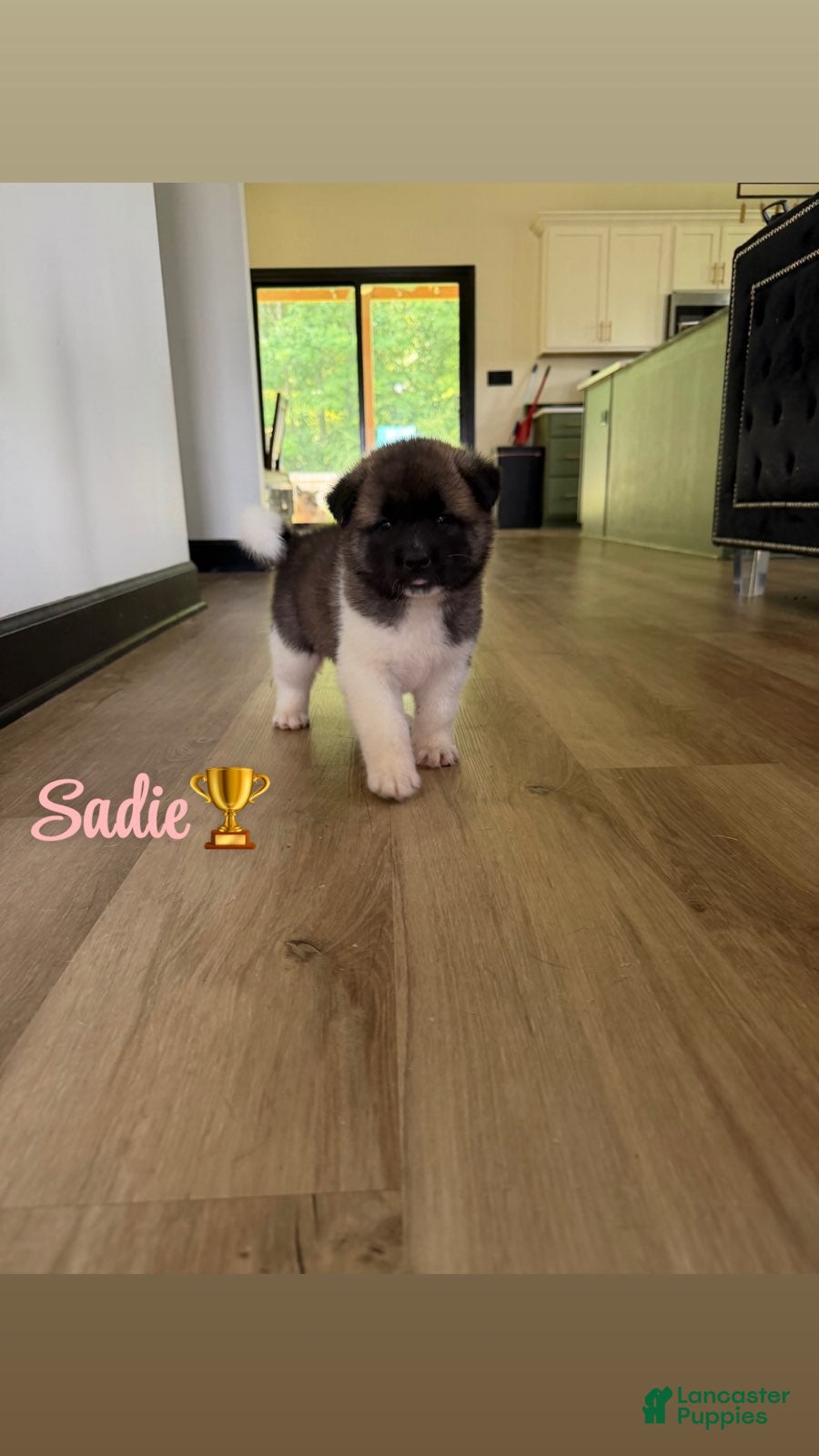 Akita dogs Sadie - Ad 4