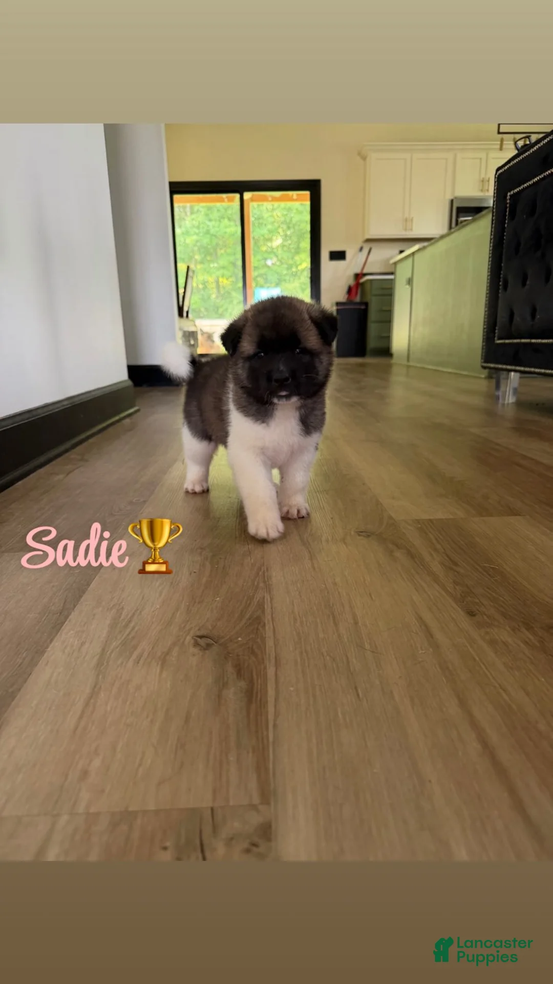 Akita dogs for sale: Sadie - Ad 1
