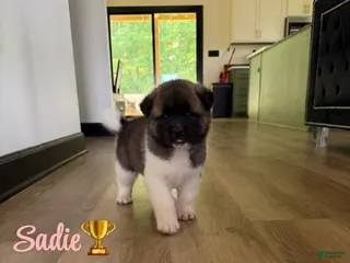 Akita dogs Sadie - Ad 4