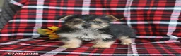 Morkie dogs for sale: Pepsi - Ad 3