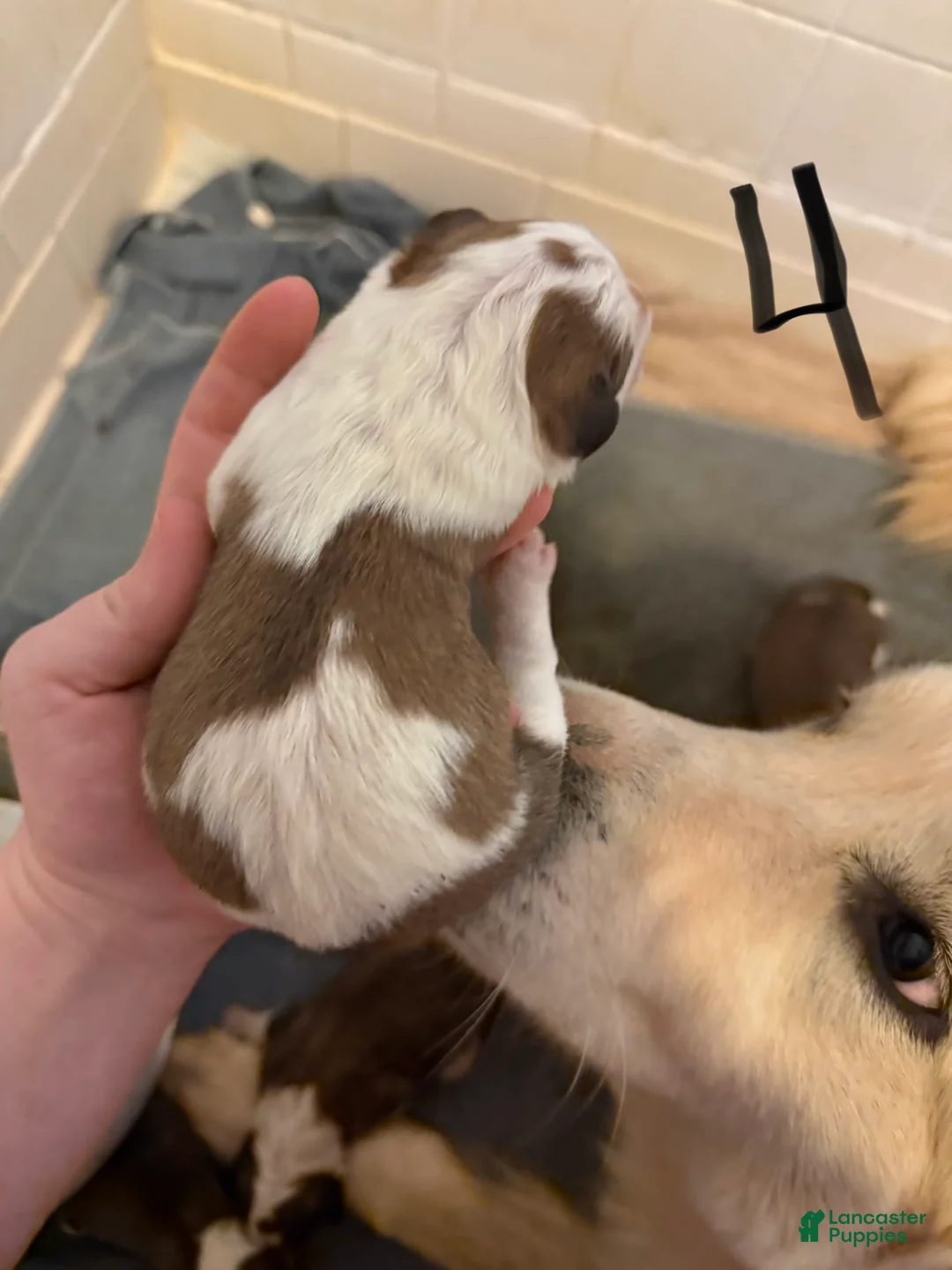 Mixed Breed dogs for sale: Great Bernese Female 3 - Ad 9