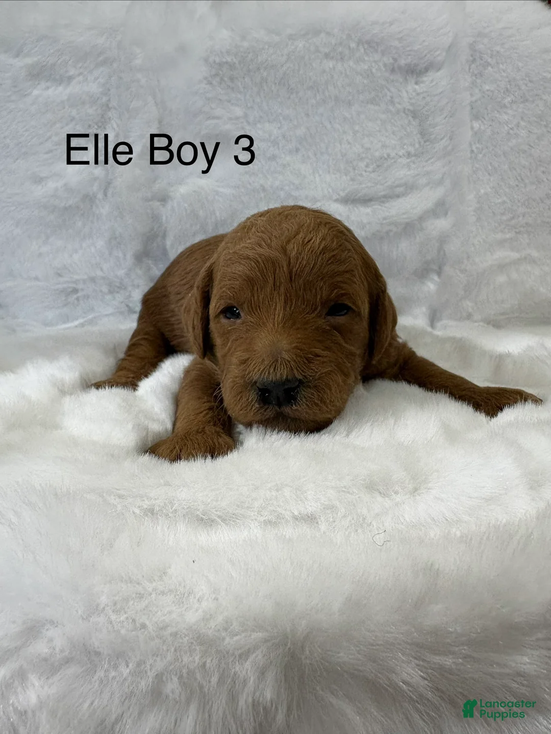 Mini Goldendoodle dogs for sale: Elle Boy 3 - Ad 1