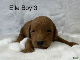 Mini Goldendoodle dogs Elle Boy 3 - Ad 27