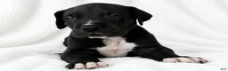 Great Dane dogs for sale: Cass  - Ad 3